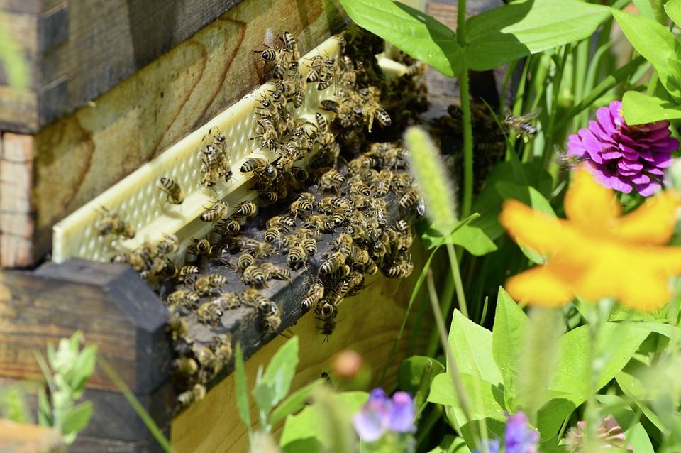 Subsidy On Honey Farming: मधुमक्खी पालन पर मिल रही 90 फीसदी सब्सिडी, जानें डिटेल्स