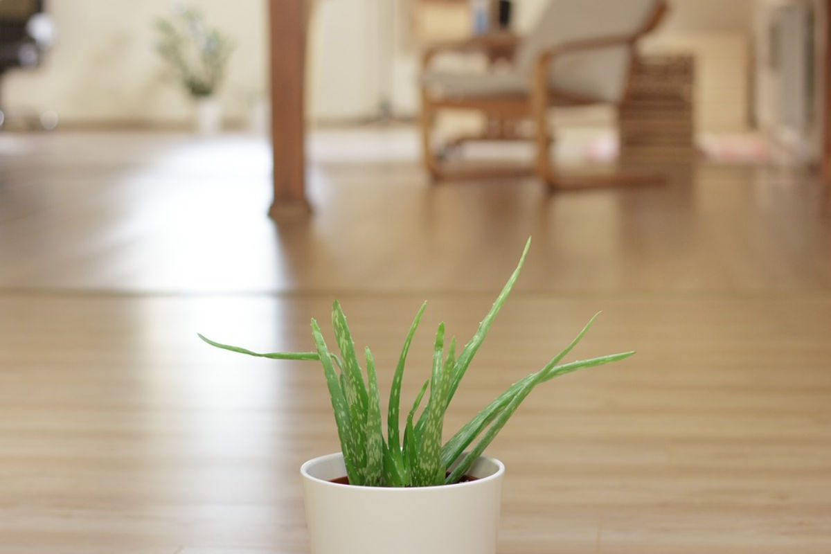 वायु प्रदूषण की मार से बचने के लिए घर में लगाएं ये 4 पौधे, ऑक्सीजन मिलेगी भरपूर
