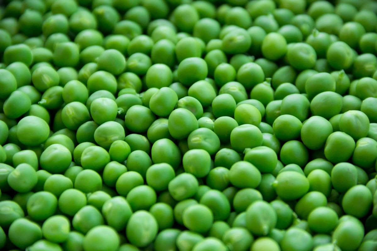 Peas Benefit: मटर खाने से पिघल जाएगी चर्बी, इन 4 बीमारियों से मिलेगा छुटकारा