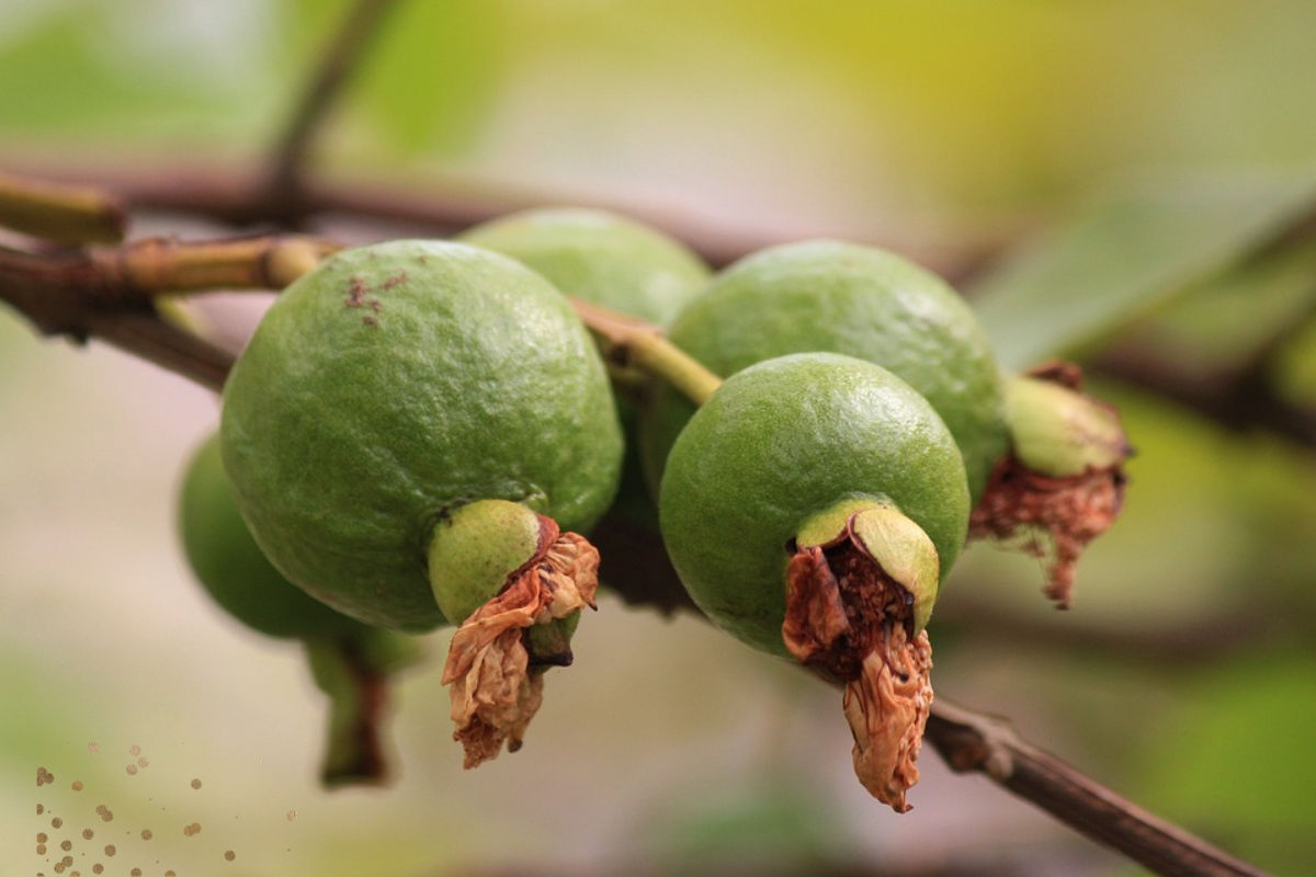 Subsidy on Guava Farming: सरकार दे रही अमरुद की खेती पर 60 प्रतिशत की सब्सिडी, जानें डिटेल्स