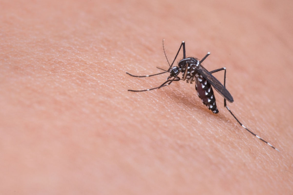 Dengue में घट रही है प्लेटलेट्स, तो ये चमत्कारी चीजें आपके लिए साबित होंगी वरदान!