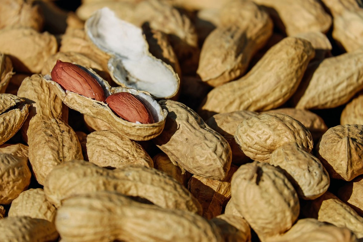 Peanuts Benefits: सर्दियों में करें मूंगफली का सेवन, सेहत को मिलेंगे ढेर सारे फायदे