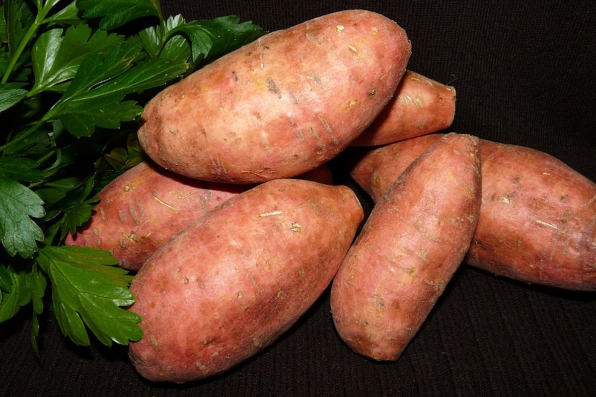 Sweet Potato Halwa: शकरकंद का हलवा होता है बेहद लाभकारी, जानें रेसिपी