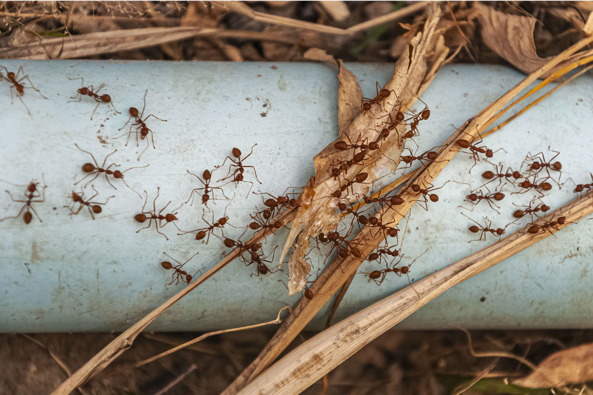 Vastu Tips: घर में लाल और काली चींटियों से मिलते हैं शुभ-अशुभ संकेत! जानें