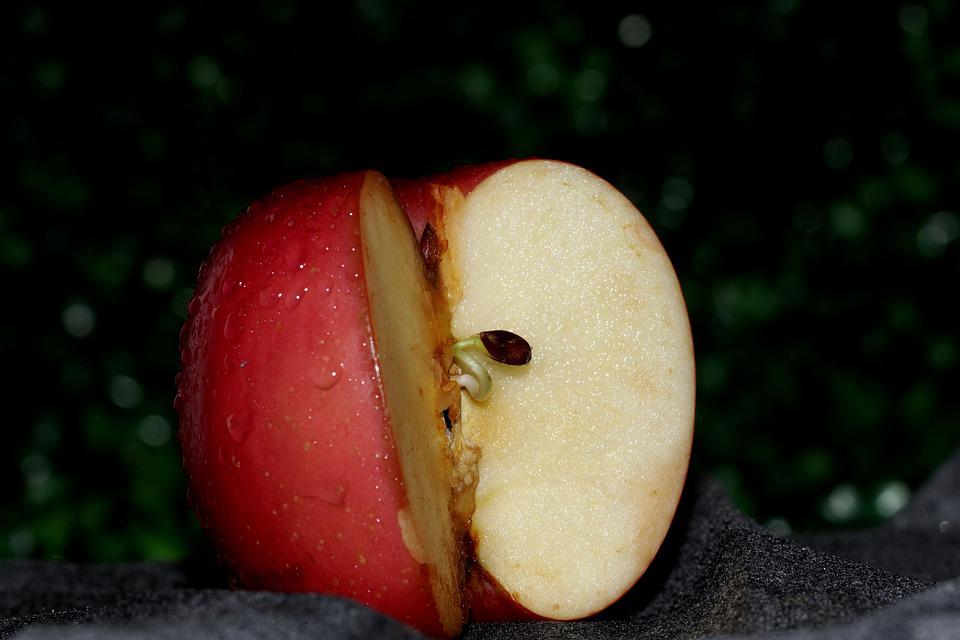 भूलकर भी न खाएं सेब के बीज जा सकती है जान, जानें कौन सा जहर होता है