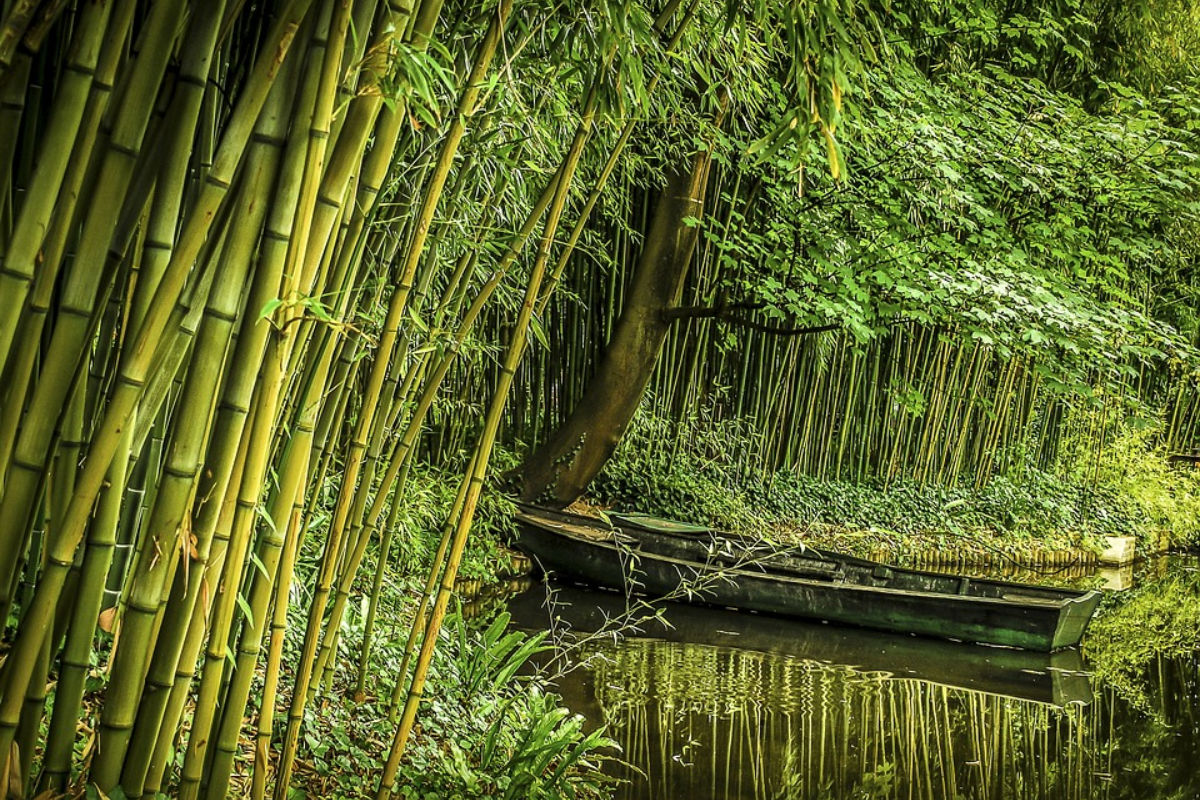 Bamboo Farming: एक बार बांस की खेती कर हर साल कमाएं बंपर मुनाफा, जानें तरीका