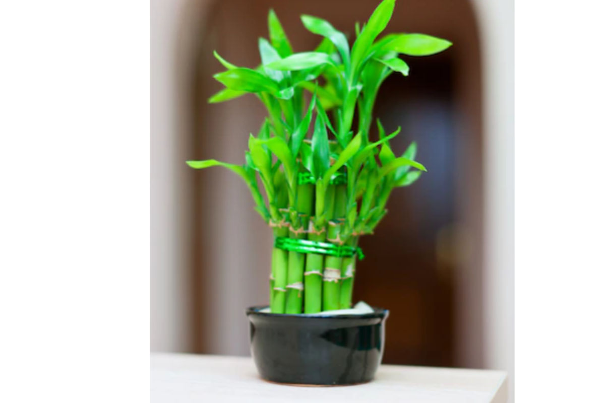 Vastu Plants: नये साल में घर ले आएं ये खास पौधे, साल भर होगी धन और खुशियों की बारिश!