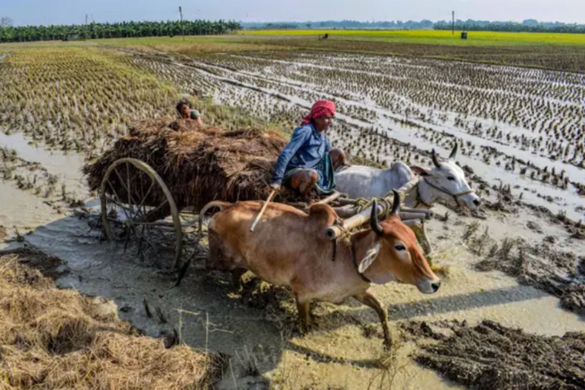 Chana Farming: चने की खेती से होगा बंपर मुनाफा, जानें कैसे करें