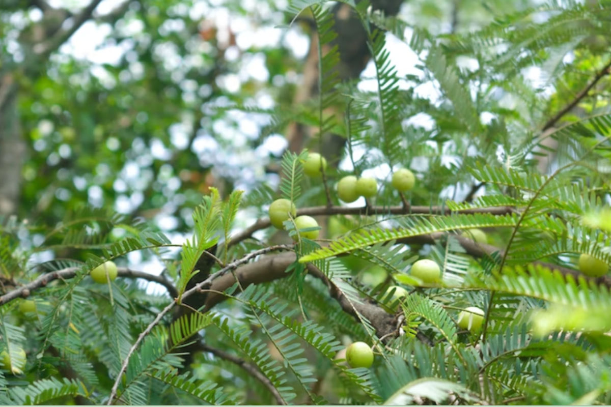 Akshay Navami 2022: अक्षय नवमी पर क्यों खाते हैं आंवले के पेड़ के नीचे खाना?