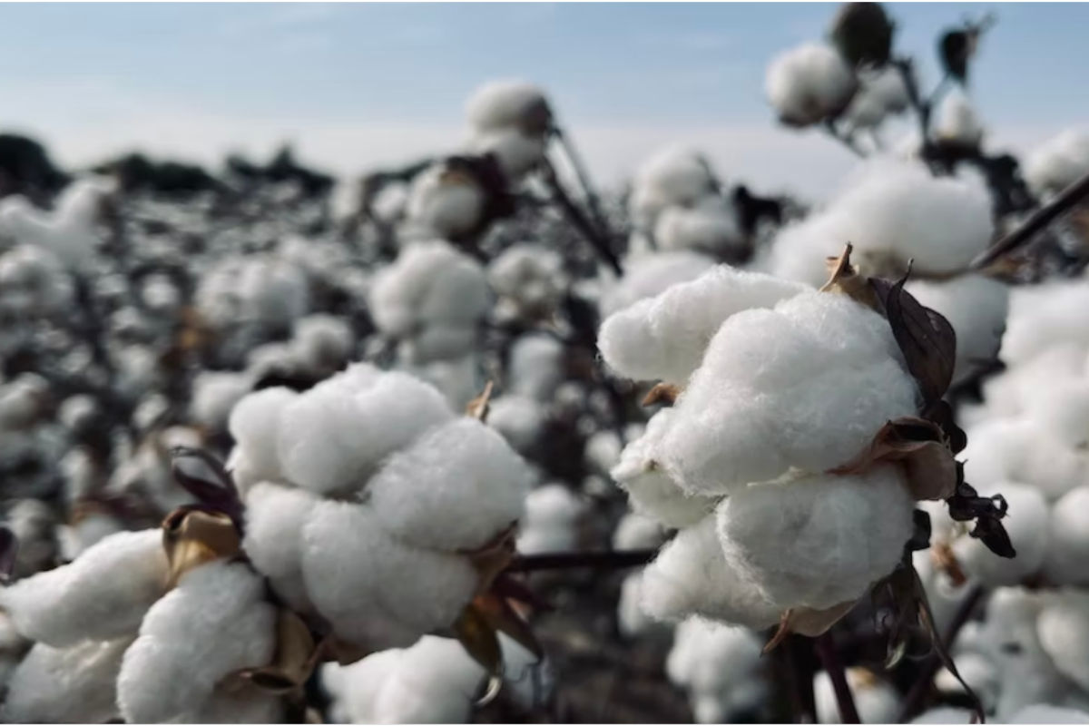 क्यों मनाया जाता है World Cotton Day? जानें इतिहास से लेकर उद्देश्य तक सबकुछ