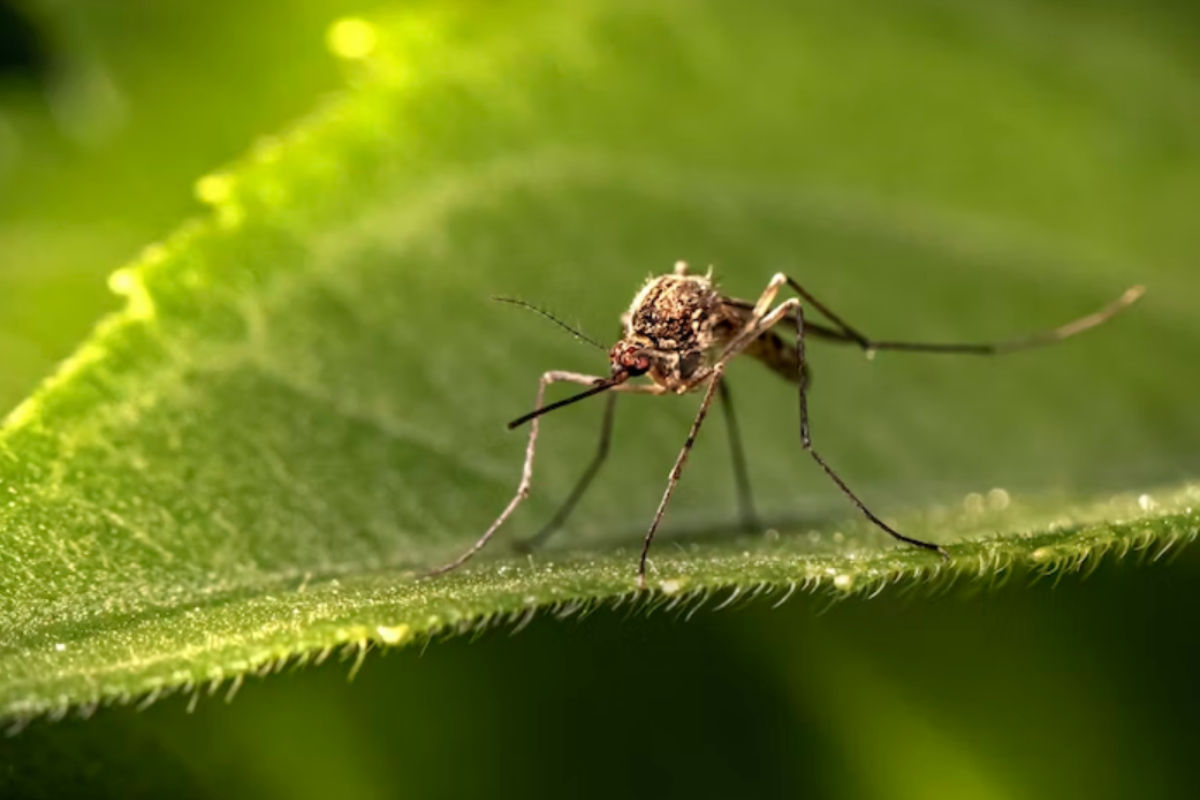किन लोगों के लिए खतरनाक हो सकता है डेंगू का बुखार, जा सकती है जान