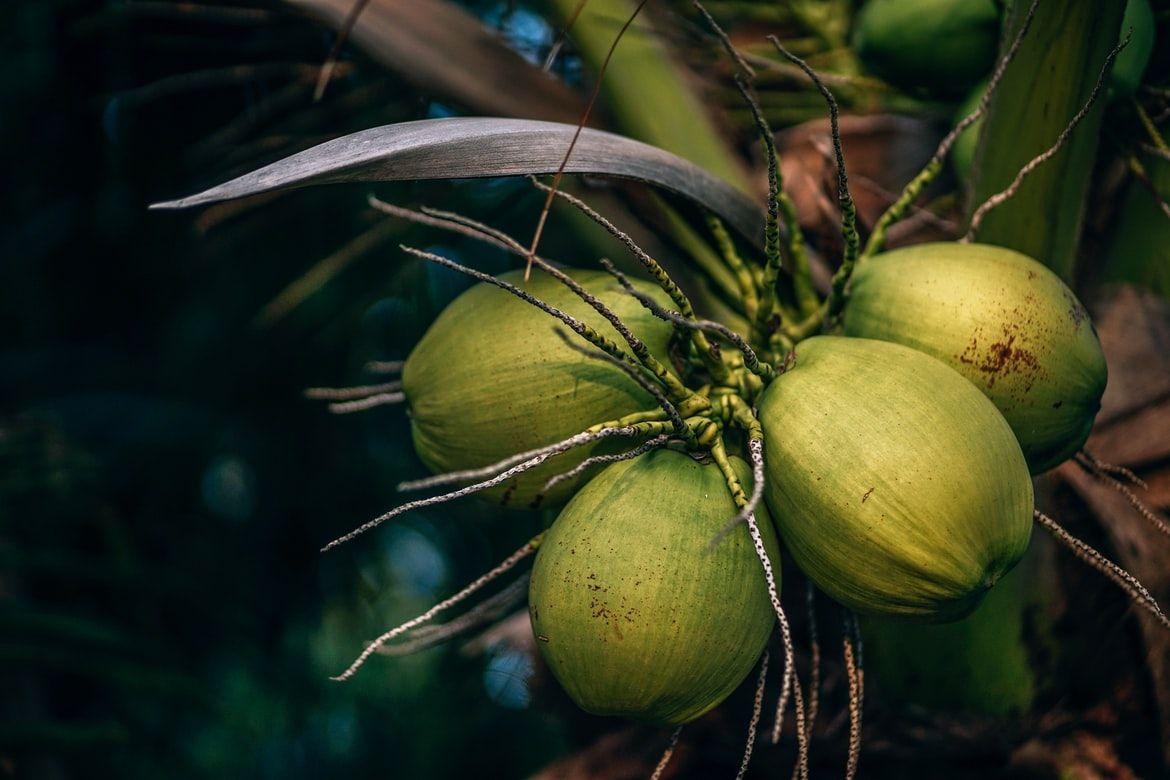 एक नारियल पानी आपकी सेहत को देगा ये 7 फायदे, जानें सर्दियों में पीना चाहिए या नहीं