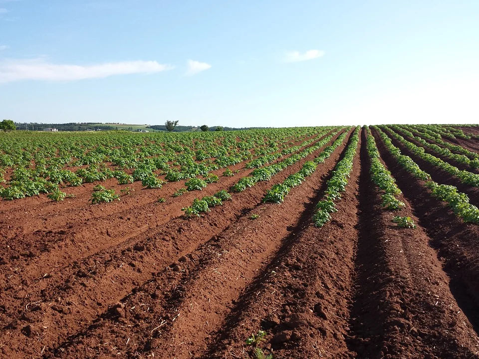 Soil Health: खेत में मिट्टी की उर्वरकता हो गई है  खत्म? तो इन सरल तरीके से लाएं वापस