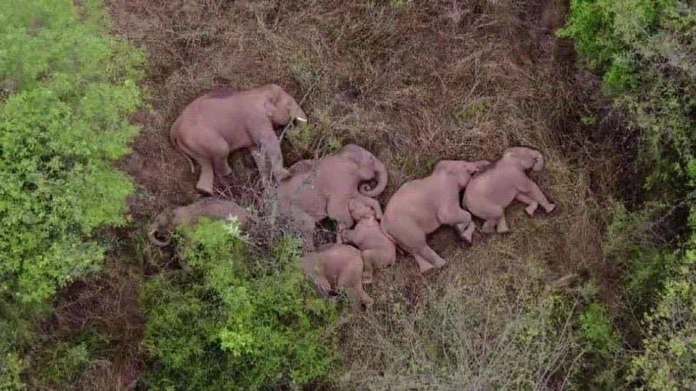 सोते हुए चीनी हाथियों के झुंड की ‘क्यूटनेस’ पर पागल हो रही है दुनिया, क्या आपने देखी तस्वीर