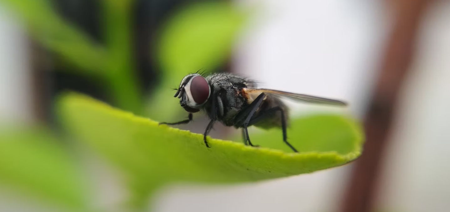 मक्खियों ने कर रखा है नाक में दम, इन तरीकों को अपनाने से रहेंगी घर से दूर