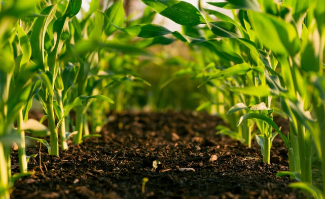 हरित क्रांति की विभीषिका और रसायन मुक्त ‘जैविक’ खेती के वरदान