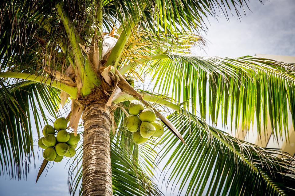 नारियल की खेती से बन सकते हैं लखपति, एक बार की लागत से 80 साल तक होगा लाभ