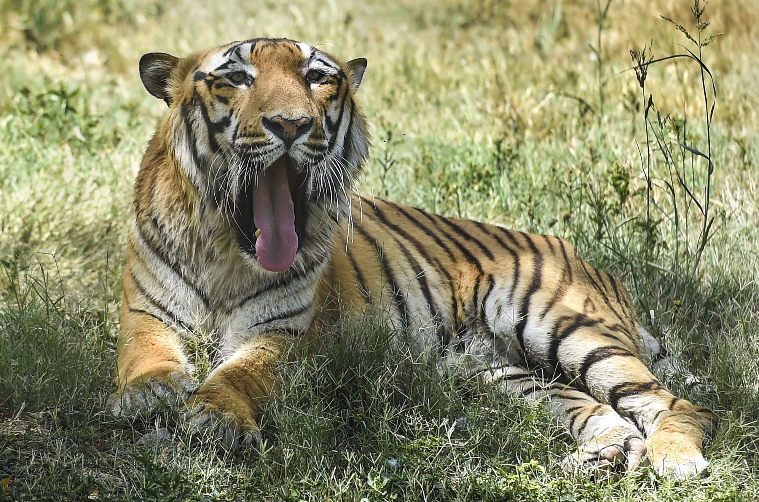 International Tiger Day 2022: जानिए इसका महत्व और इतिहास