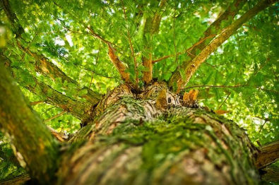 इन 6 पेड़ों के पत्तियां सेहत के लिए है जबरदस्त फायदेमंद, गंभीर बीमारियों में मिल सकता है लाभ