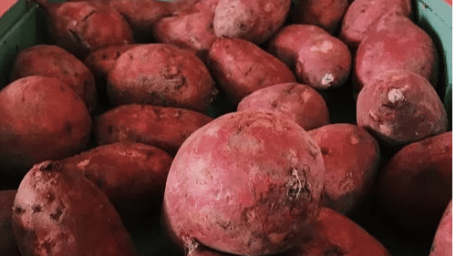 Gardening Tips: सिर्फ 40 रुपये में उगाएं 10 किलो Sweet potato, सामग्री और विधि भी जानें