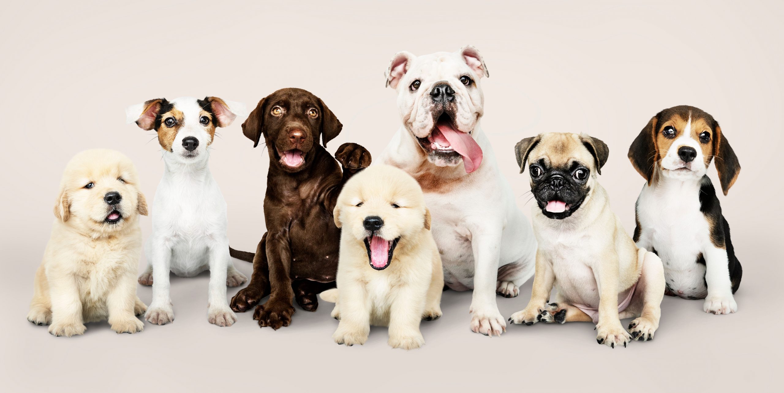 International Dog Day 2022: डॉग अडॉप्ट करने के 5 कारण आपकी जिंदगी को बन सकती है बेहतर
