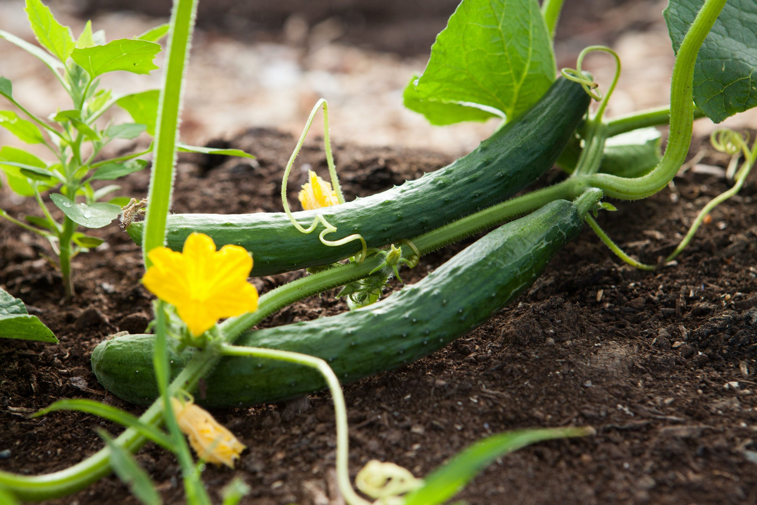 Gardening Tips: मानसून के मौसम में आसानी से उगाए खीरा