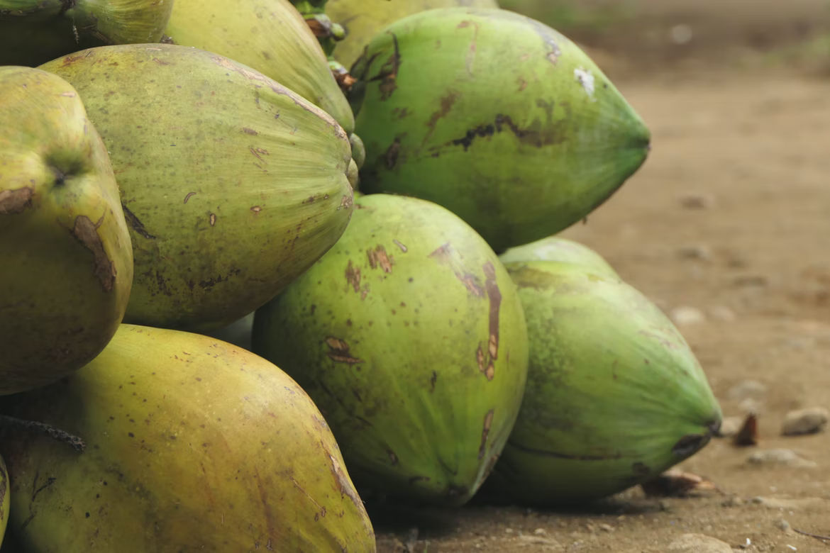 गर्मी के मौसम में नारियल पानी का करें सेवन, सेहत को मिलेंगे ये 5 फायदे