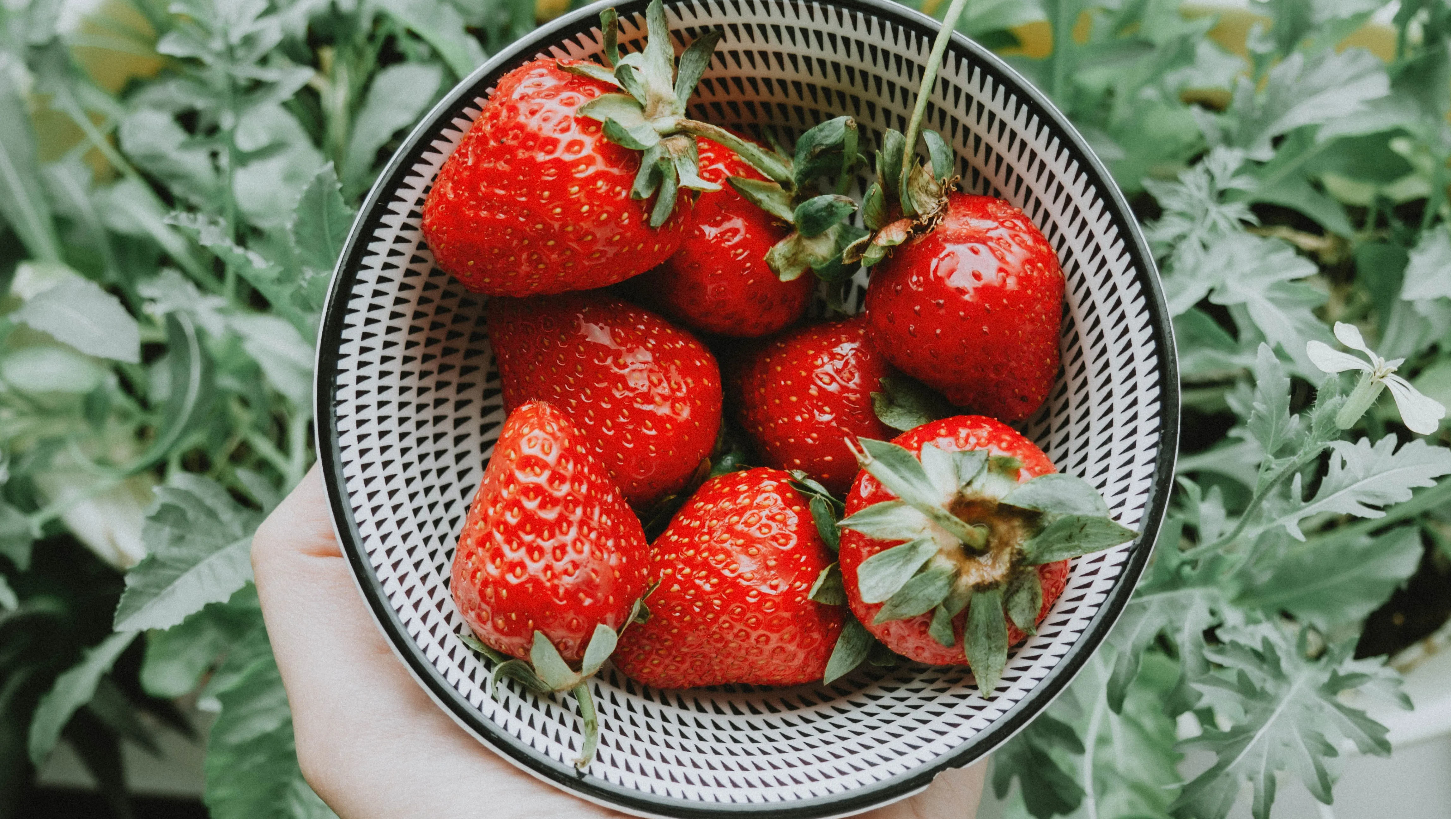 Gardening: आसान तरीकों से आप भी उगा सकते हैं अपने घर में स्ट्रॉबेरी