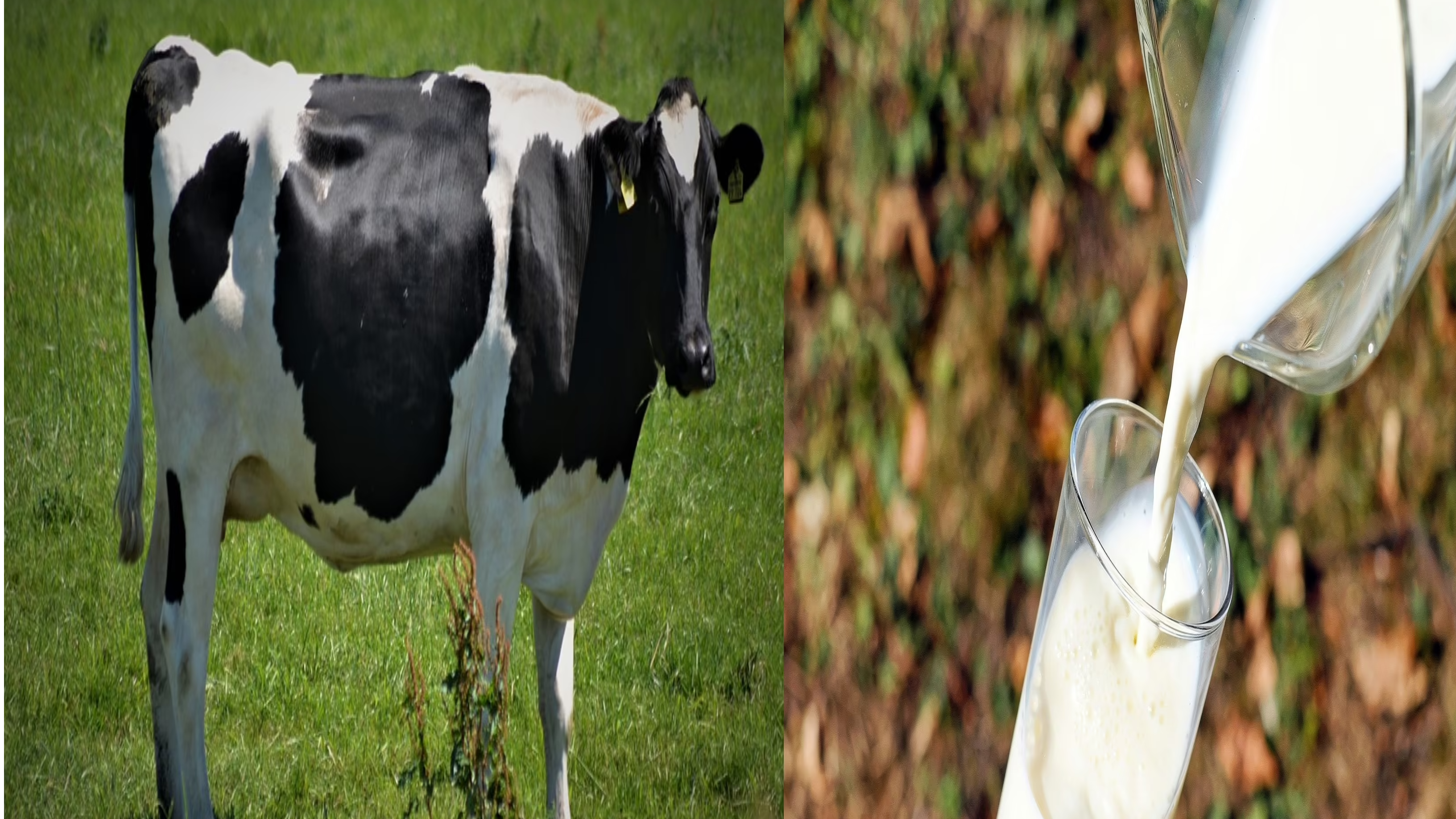 वजन घटाने वालों के लिए वरदान हैं गाय का दूध, रोज सुबह पीने से मिलेंगे अनेक फायदे