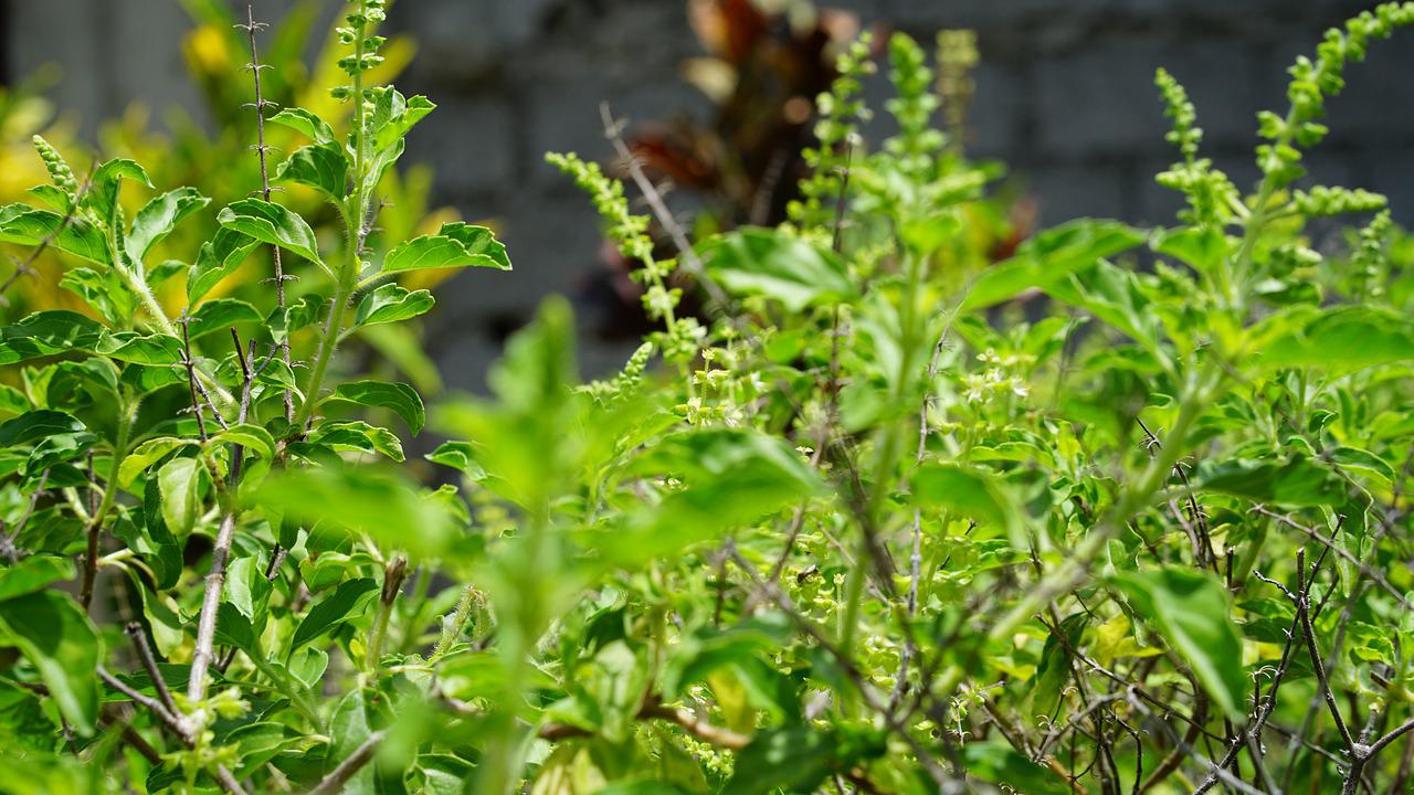 क्या आपके घर भी तुलसी का पौधा बार-बार सूख
जाता है? अपनाये ये उपाय