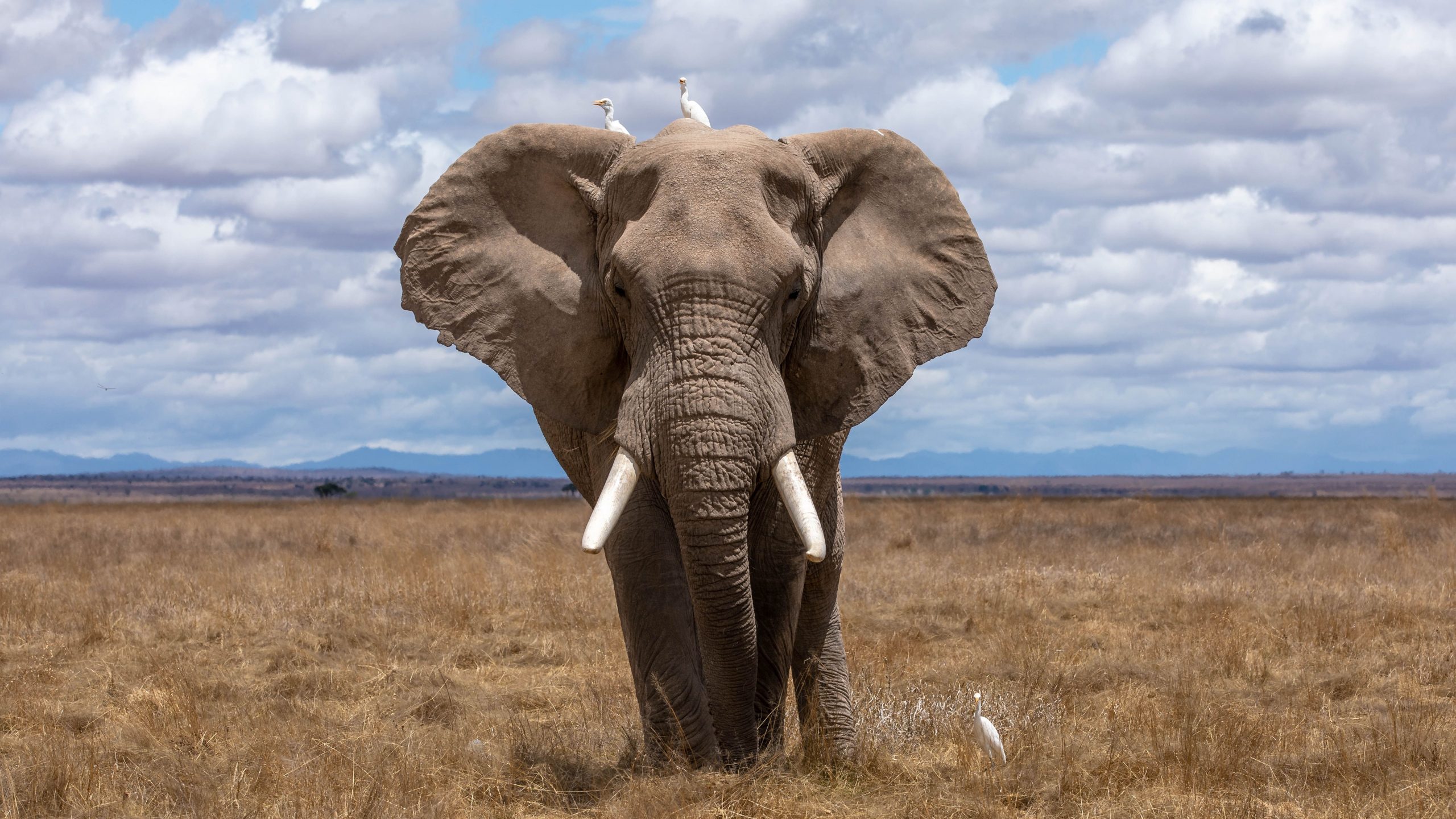 World Elephant Day 2022: क्यों मनाया जाता है विश्व हाथी दिवस? कारण है बेहद रोचक