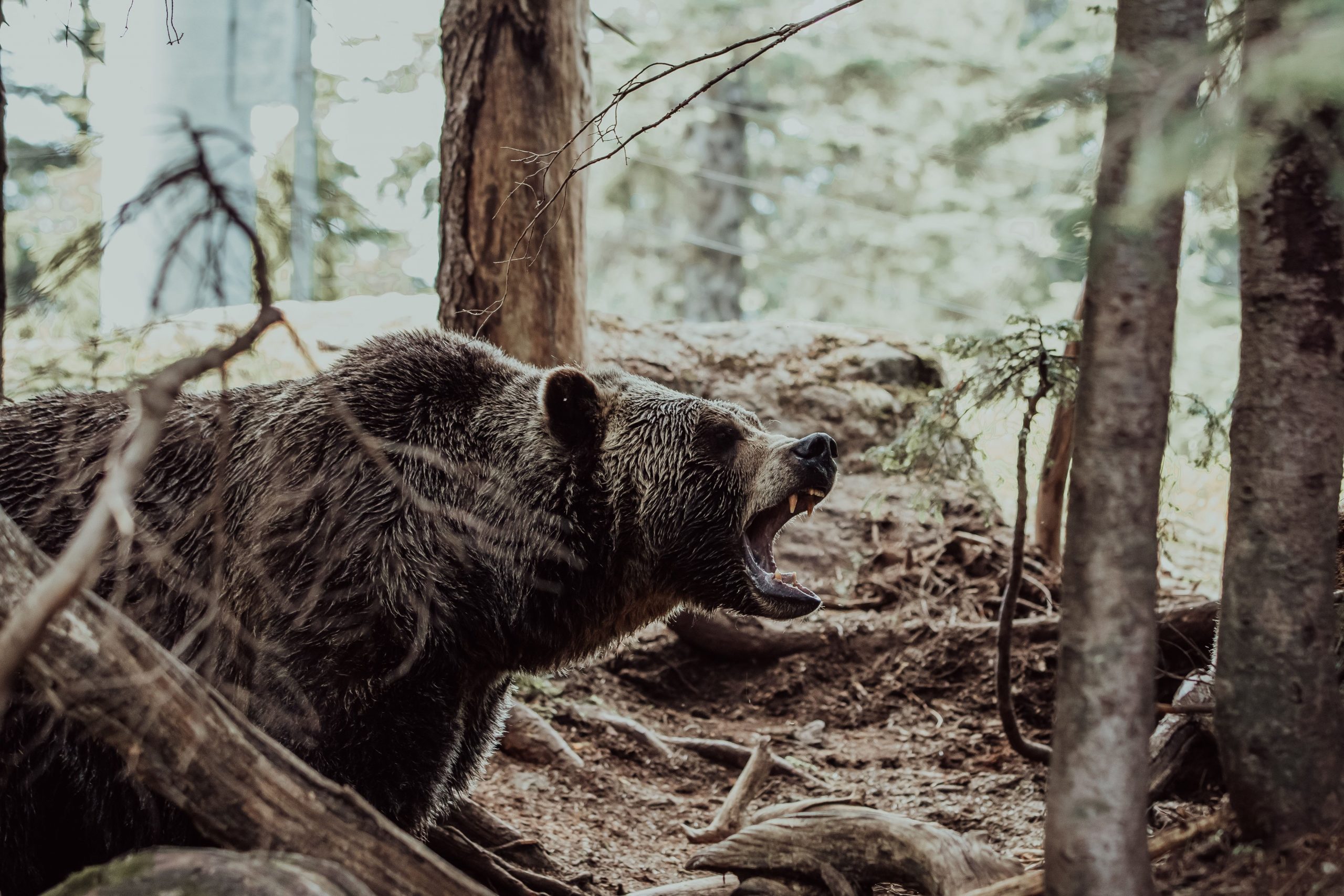 गए थे जंगल हनीमून मनाने, मिल गया भालू, बिना खाए-पिए 10 दिन पेड़ पर लटका रहा कपल