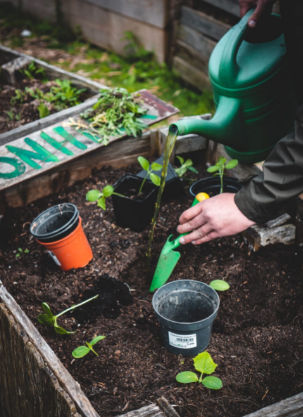 Gardening Tips: आपके पौधों को कितना पानी चाहिए, इस ट्रिक से लगाएं पता