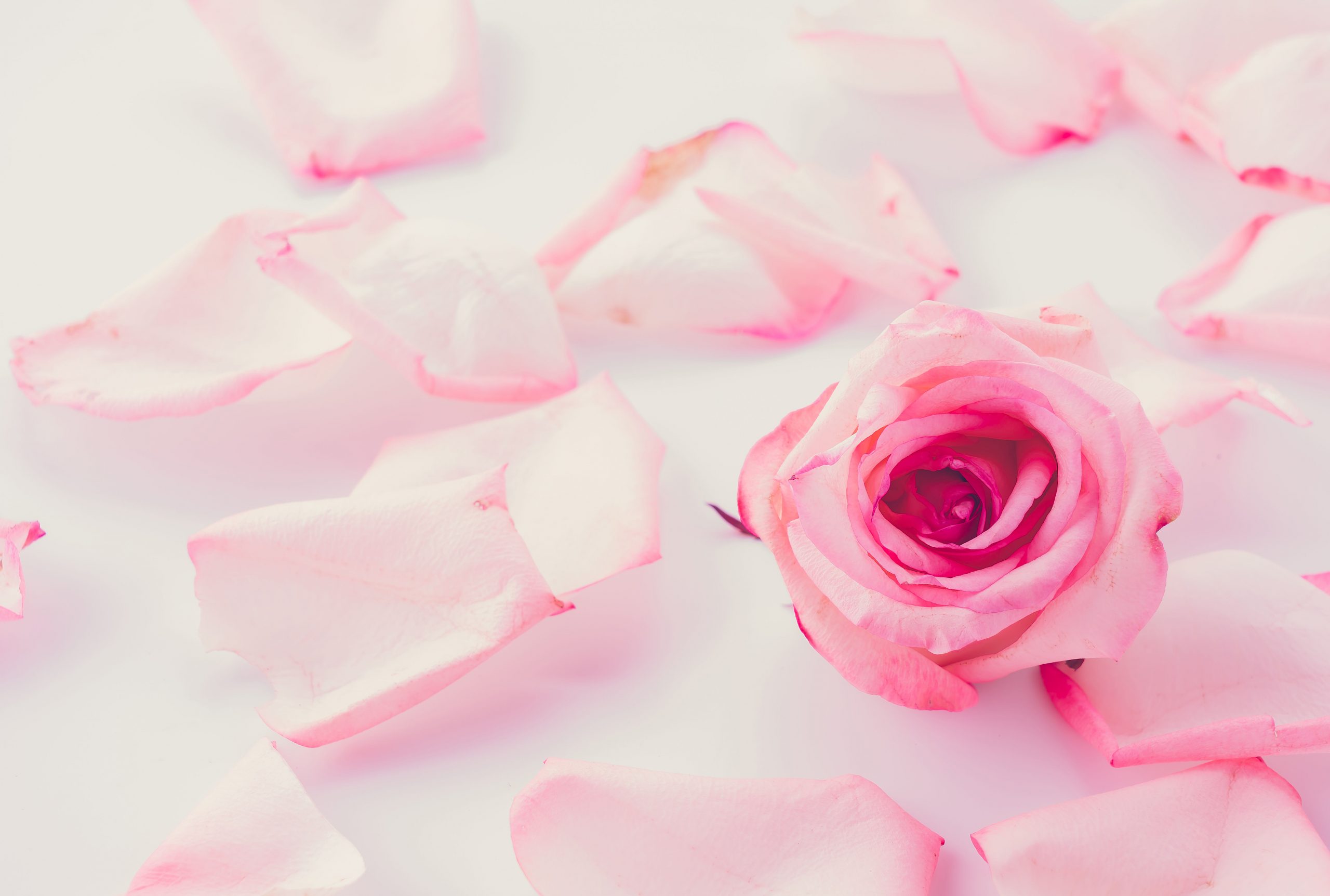 Happy Rose Day: रोज डे पर मिले गुलाब तो ऐसे समझे फीलिंग्स, जानें किस रंग का क्या है मतलब