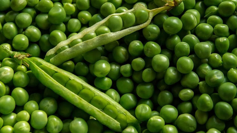 सर्दियों में खूब करें ताजा हरी मटर का सेवन, मिलते हैं ये 5 अनसुने फायदे