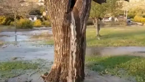 VIDEO: साल में सिर्फ 2 दिन के लिए झरना बन जाता है ये अनोखा पेड़, जानें वजह