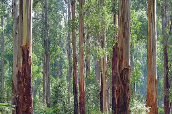 Eucalyptus Farming: कम खर्च में होगा 50-60 लाख तक का मुनाफा, जानें प्रॉसेस