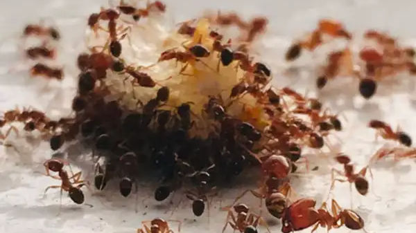 लाल चींटियों को घर से भगाना नहीं है मुश्किल, बस अपनाएं ये 5 घरेलू उपाय