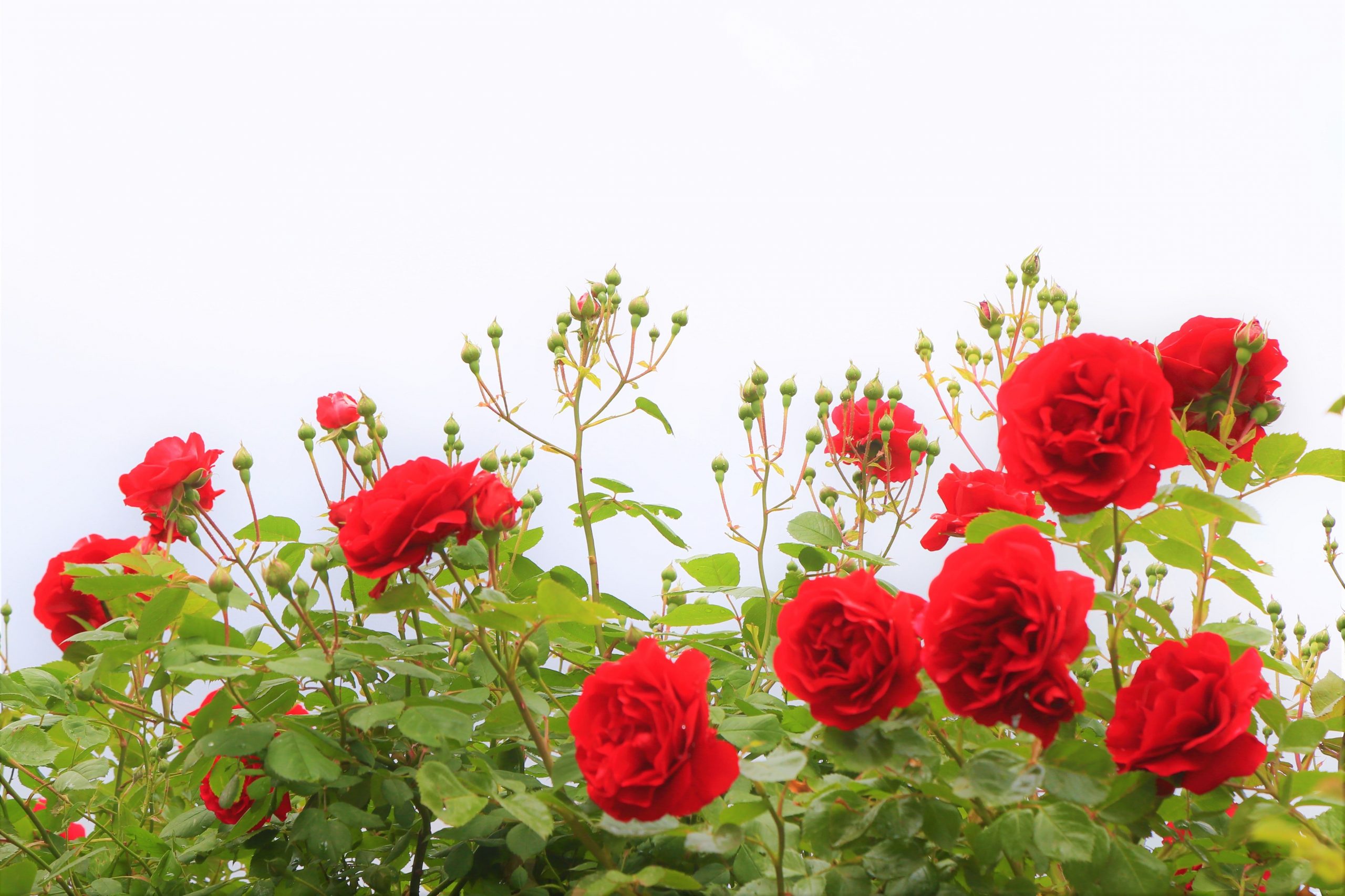 अब गर्मियों में भी खिले रहेंगे गुलाब के फूल, अपनाएं ये गार्डनिंग टिप्स
