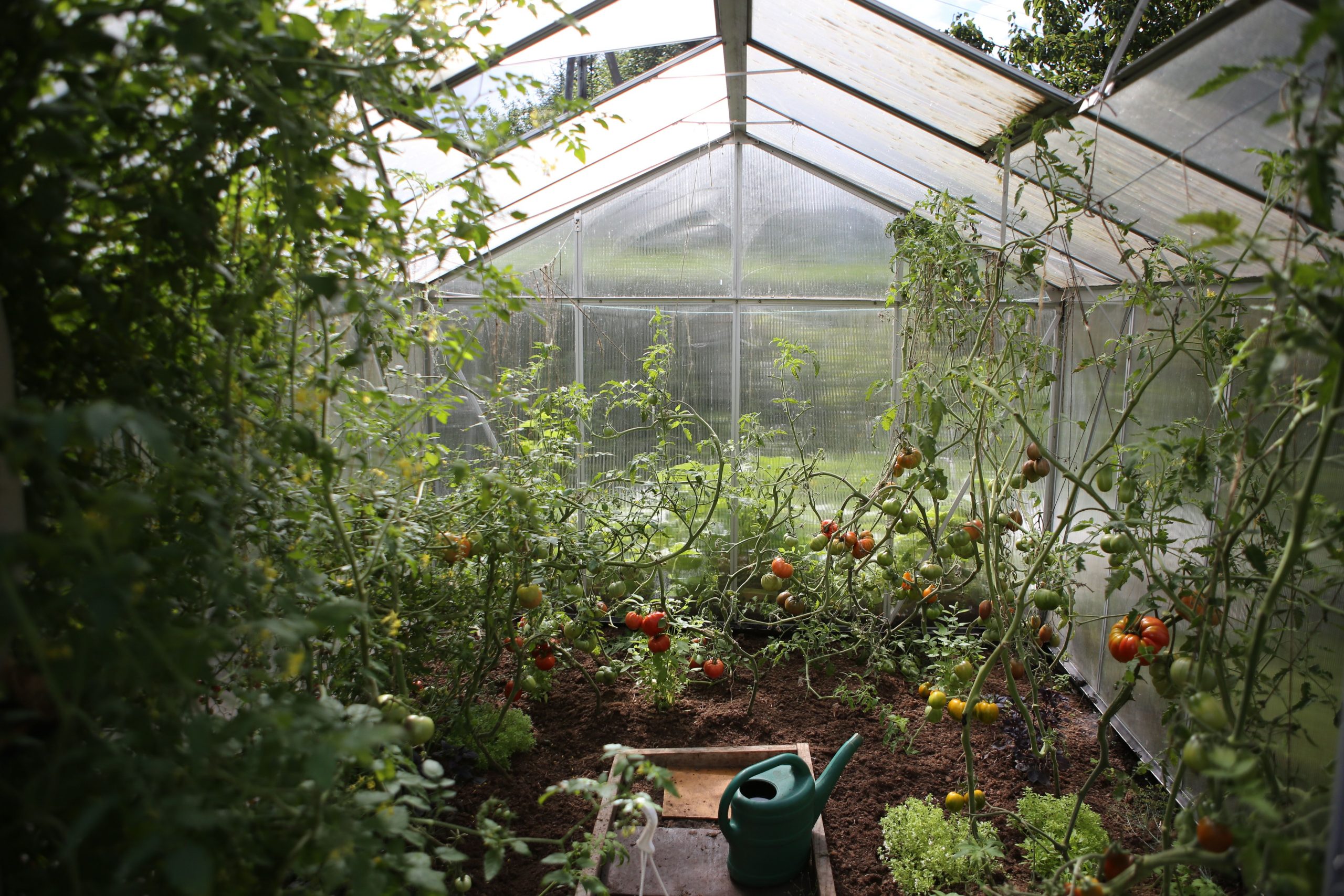 क्या आप भी उगाते हैं घर के गार्डन में सब्जियां? इस तरह करें खास देखभाल