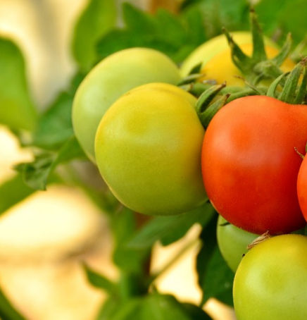Green Tomato Benefits: इम्यूनिटी को मजबूत बनाने के लिए करें खाएं हरे टमाटर, जानें इसके जबरदस्त फायदे