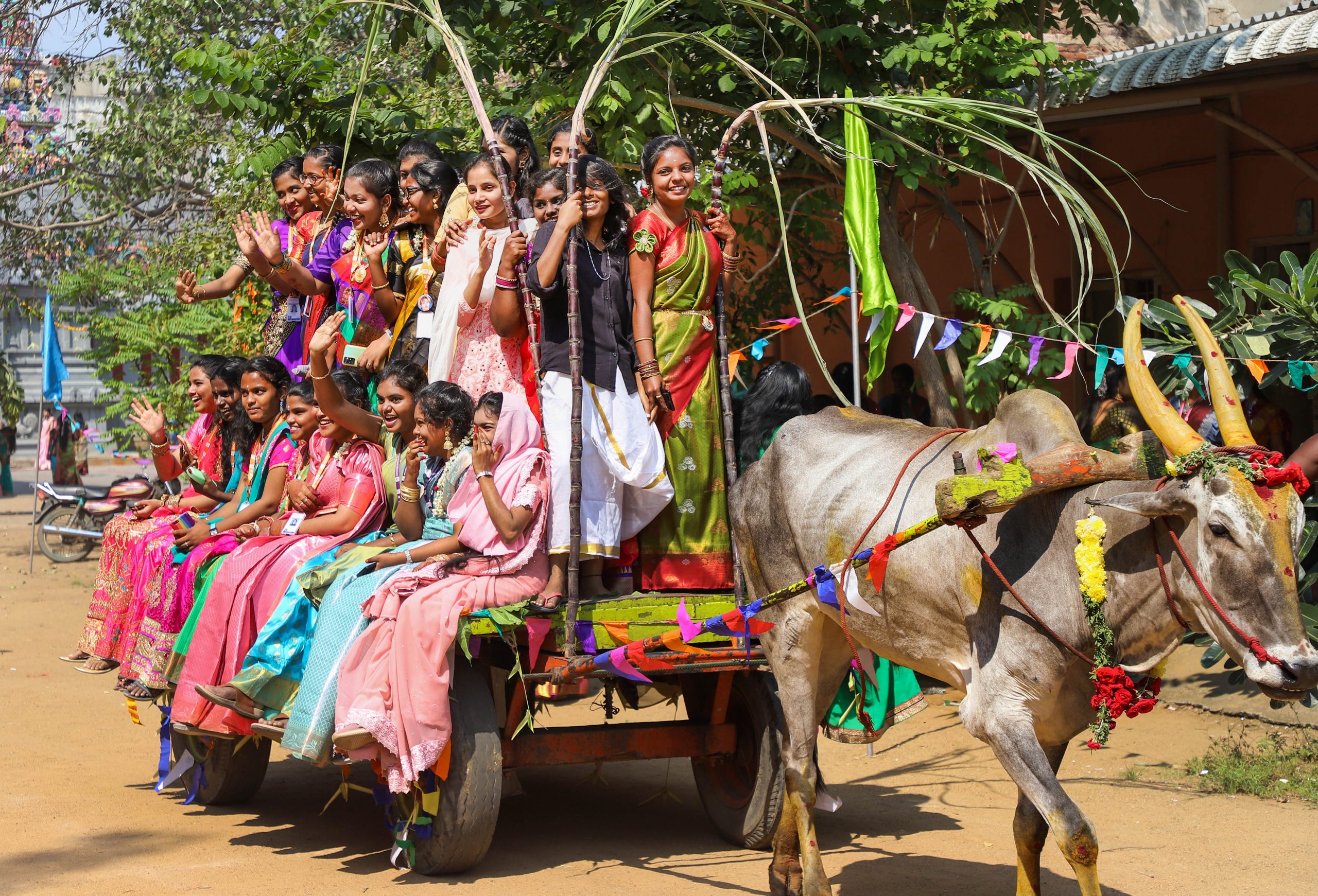 Pongal 2023: पोंगल का त्योहार कब और क्यों मनाया जाता है