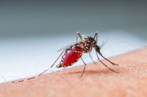 किस वक्त सबसे ज्यादा एक्टिव होते हैं डेंगू के मच्छर? जानें लक्षण और रहें सावधान
