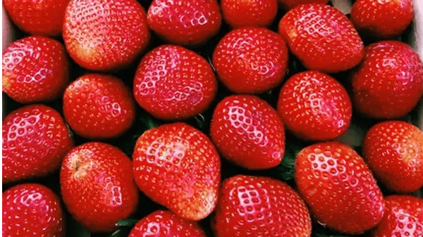 रसीली Strawberry की शुरू करें खेती, कमाई सुन उड़ जाएंगे आपके होश
