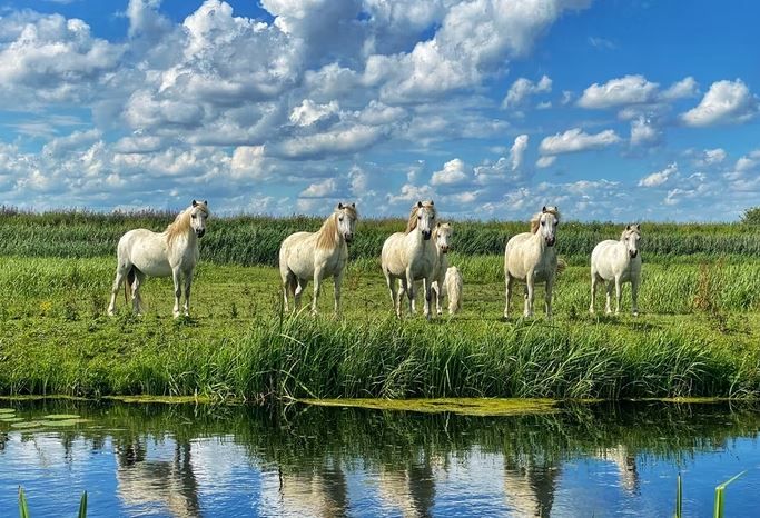Vastu Tips: घर में क्यों लगाते हैं सात सफेद घोड़ों की तस्वीर? जानें रहस्य