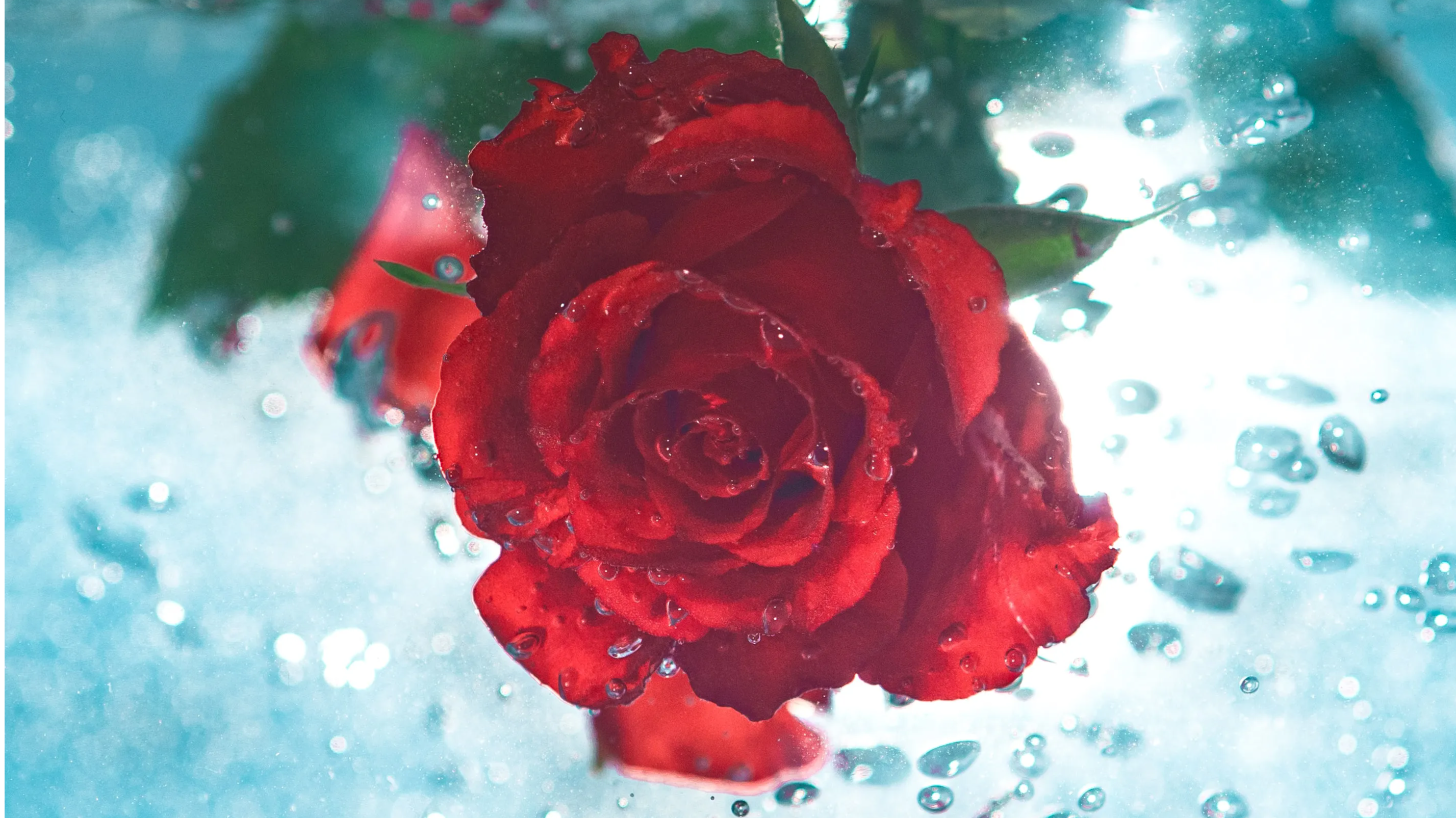 Skin Care:  मुंहासों से छुटकारा पाने के लिए गुलाब जल को मुल्तानी मिट्टी के साथ करें उपयोग
