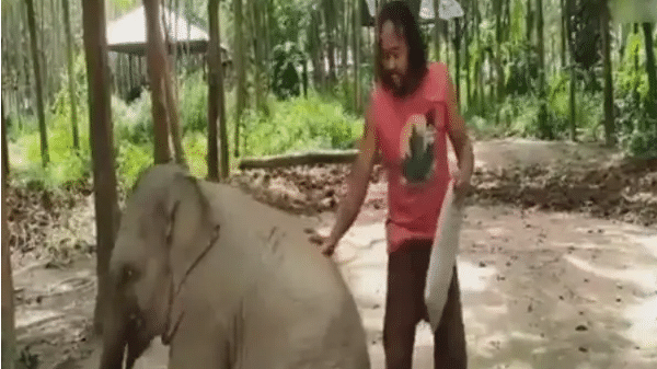 VIDEO: हाथी के गद्दे पर सोया शख्स, गजराज को आया गुस्सा, फिर देखें क्या हुआ