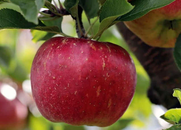 Kitchen Hacks: इम्यूनिटी बूस्टर सेब का मुरब्बा बनाने में लगते हैं सिर्फ 10 मिनट, जानें रेसिपी