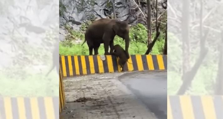 VIDEO: हाथी ने अपने बच्चे को यूं क्रॉस करवाई रोड, जयराम रमेश ने ट्वीट कर कह दी ये बड़ी बात