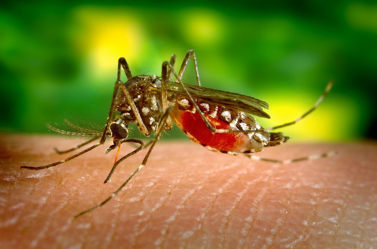 National Dengue Day 2021: क्या हैं डेंगू के लक्षण, जानें इससे बचने के आसान उपाय